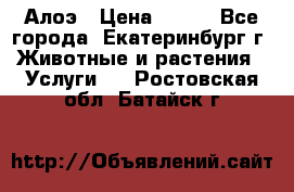 Алоэ › Цена ­ 150 - Все города, Екатеринбург г. Животные и растения » Услуги   . Ростовская обл.,Батайск г.